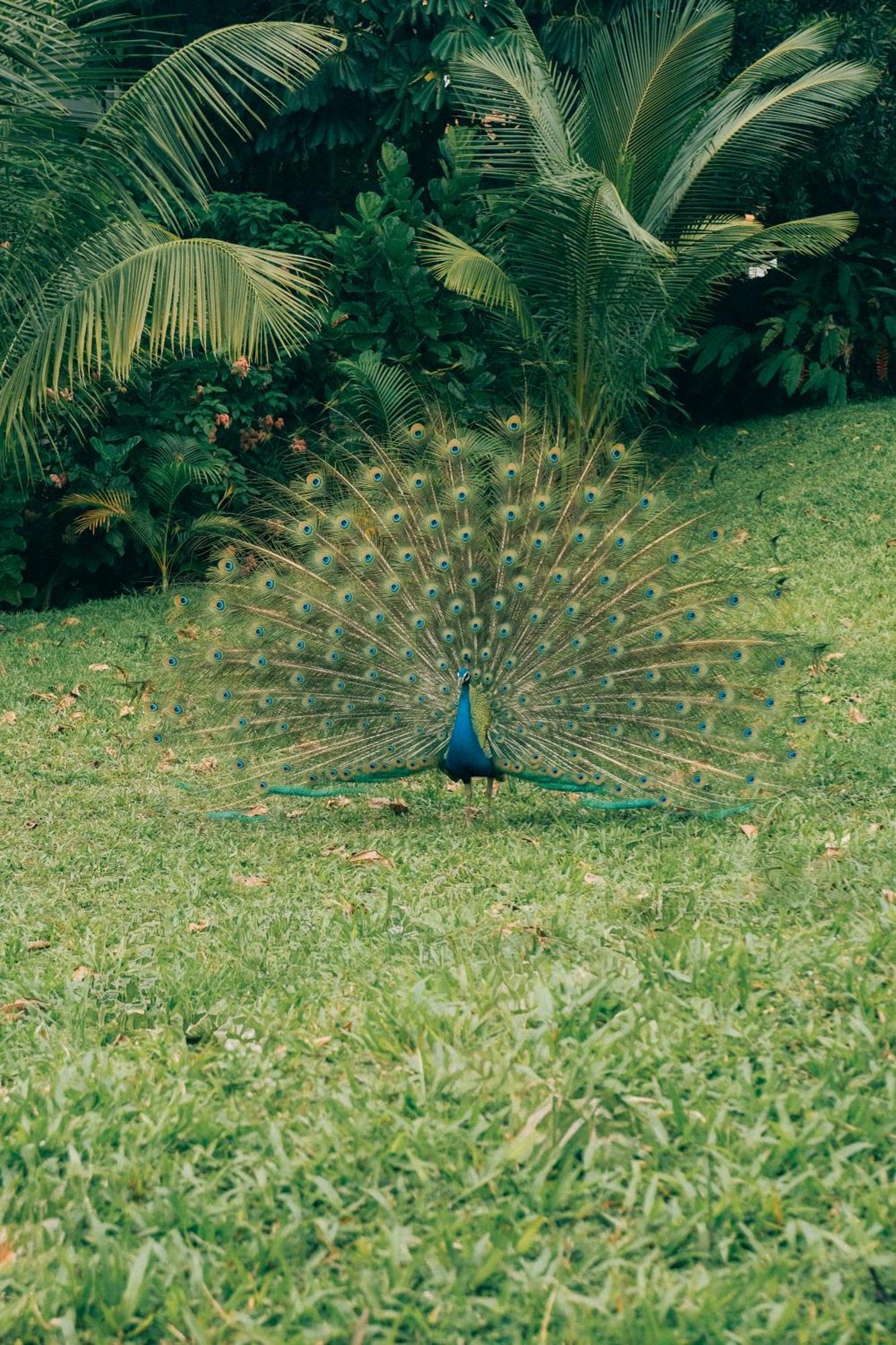 Raffles Sentosa Singapore Eksteriør bilde